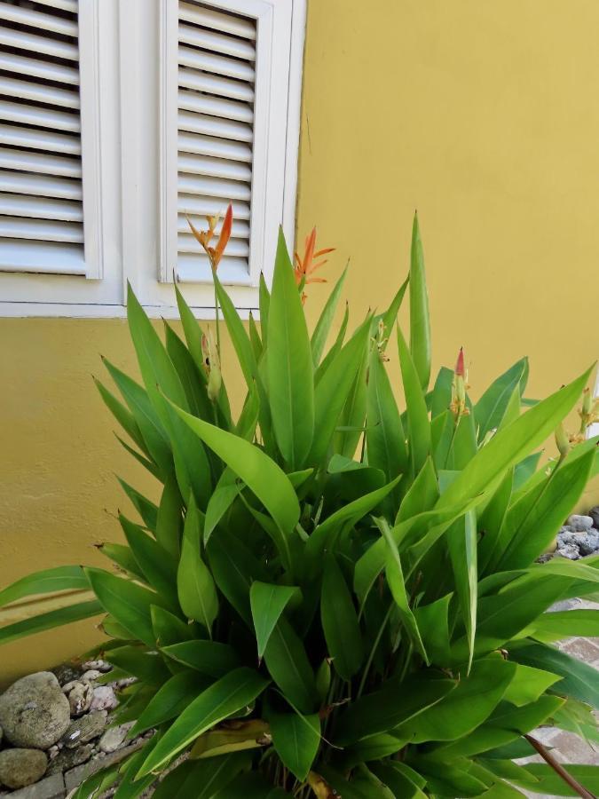 Historic Building The Palm Backyard Studio-Apartment Willemstad, Curacao Feel Home Away From Home Exterior photo